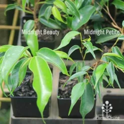 Ficus Benjamina Midnight Beauty - Weeping Fig -Foliage Flair Shop apo weeping fig leaf size