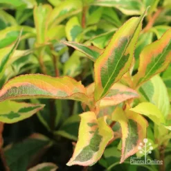 Weigela Variegated 20 Weigela Variegated -Foliage Flair Shop apo weigela variegated colour