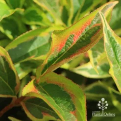 Weigela Variegated 25 Weigela Variegated -Foliage Flair Shop apo weigela variegated colour2