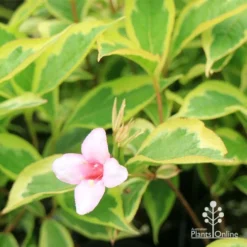 Weigela Variegated 24 Weigela Variegated -Foliage Flair Shop apo weigela variegated flower leaf