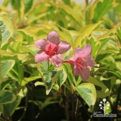 Weigela Variegated 18 Weigela Variegated -Foliage Flair Shop apo weigela variegated flowers