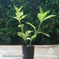 Weigela Variegated 21 Weigela Variegated -Foliage Flair Shop apo weigela variegated tubetock