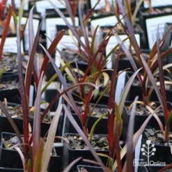 Crinum Wine Time - Swamp Lily -Foliage Flair Shop apo wine time tubestocks and fly