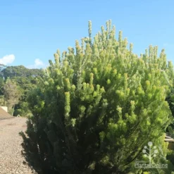 Adenanthos - Woolly Bush -Foliage Flair Shop apo woolly bush nursery