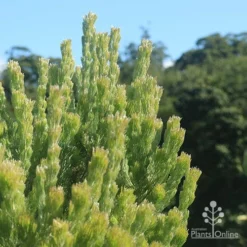 Adenanthos - Woolly Bush -Foliage Flair Shop apo woolly bush profile