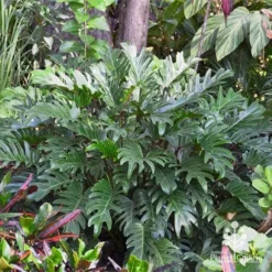 Philodendron Xanadu -Foliage Flair Shop apo xanadu in tropical border