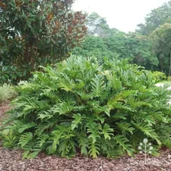 Philodendron Xanadu -Foliage Flair Shop apo xanadu mature