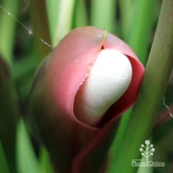 Philodendron Xanadu -Foliage Flair Shop apo xanadu mature flowerbud