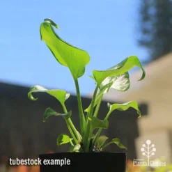 Philodendron Xanadu -Foliage Flair Shop apo xanadu tubestock blue sky