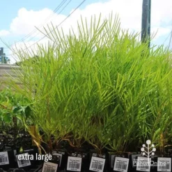 Grevillea Yamba Sunshine 12 Grevillea Yamba Sunshine -Foliage Flair Shop apo yamba sunshine dec large