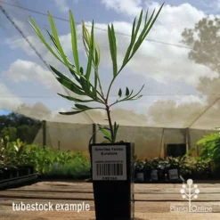 Grevillea Yamba Sunshine 15 Grevillea Yamba Sunshine -Foliage Flair Shop apo yamba sunshine tubestock side