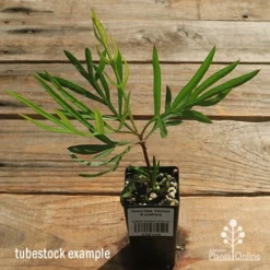 Grevillea Yamba Sunshine 16 Grevillea Yamba Sunshine -Foliage Flair Shop apo yamba sunshine tubestock top