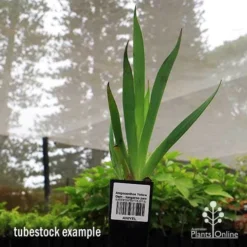 Anigozanthos Yellow Gem - Kangaroo Paw -Foliage Flair Shop apo yellow gem tubestock2