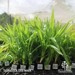 Yucca Elephantipes - Soft-tip Yucca -Foliage Flair Shop apo yucca big