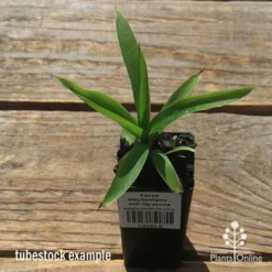 Yucca Elephantipes - Soft-tip Yucca -Foliage Flair Shop apo yucca soft tip tubestock top