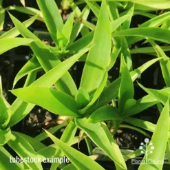 Yucca Elephantipes - Soft-tip Yucca -Foliage Flair Shop apo yucca soft tip tubestock top 1