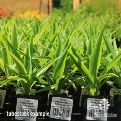 Yucca Elephantipes - Soft-tip Yucca -Foliage Flair Shop apo yucca soft tip tubestock 1