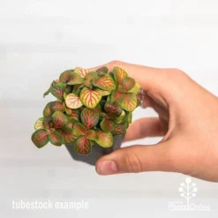 Fittonia Skeleton - Snakeskin Plant -Foliage Flair Shop ausplantsonline fittonia skeleton tube