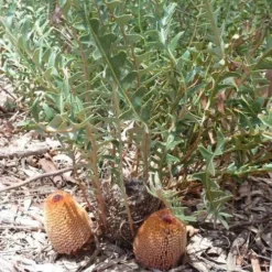 Banksia Blechnifolia