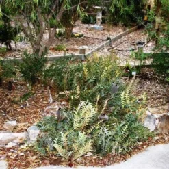Banksia Blechnifolia -Foliage Flair Shop banksia blechnifolia flickr sydney oats 3