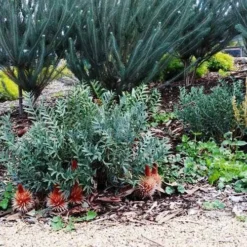 Banksia Blechnifolia -Foliage Flair Shop banksia candles mt barker