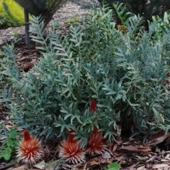 Banksia Blechnifolia -Foliage Flair Shop banksia candles mt barker crop