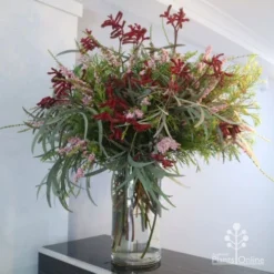 Anigozanthos Big Red - Kangaroo Paw 16 Anigozanthos Big Red - Kangaroo Paw -Foliage Flair Shop big red arrangement