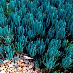 Senecio Chalk Sticks - Succulent 18 Senecio Chalk Sticks - Succulent -Foliage Flair Shop blue chalk sticks groundcover