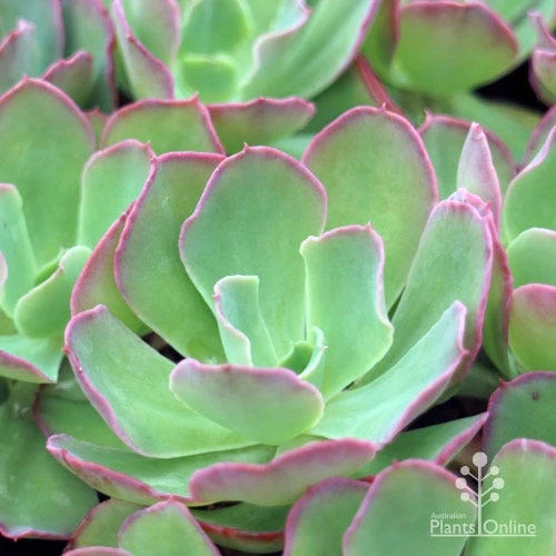 Echeveria Blue Curls - Succulent 3 Echeveria Blue Curls - Succulent - Image 3