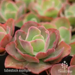 Echeveria Blue Curls - Succulent 9 Echeveria Blue Curls - Succulent -Foliage Flair Shop blue curls side