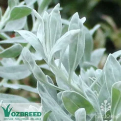 Eremophila Blue Horizon - Emu Bush -Foliage Flair Shop blue horizon close
