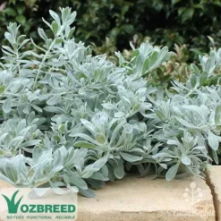 Eremophila Blue Horizon - Emu Bush -Foliage Flair Shop blue horizon stone wall