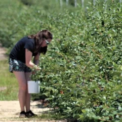 Blueberry Misty -Foliage Flair Shop blueberries picking