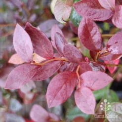 Blueberry Misty -Foliage Flair Shop blueberry misty autumn colour