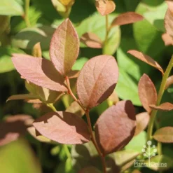 Blueberry Misty -Foliage Flair Shop blueberry misty foliage