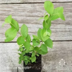 Blueberry Brightwell -Foliage Flair Shop blueberry tube 3