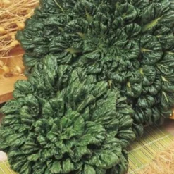 Bok Choi - Seed -Foliage Flair Shop bok choi