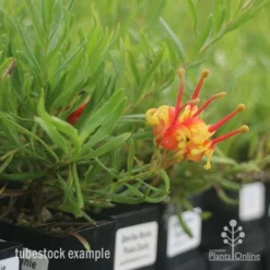 Grevillea Bonnie Prince Charlie -Foliage Flair Shop bonnie prince charlie tubestock in flower