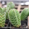 Crassula Buddha’s Temple - Succulent