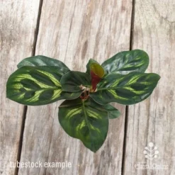 Calathea Makoyana - Peacock Plant 12 Calathea Makoyana - Peacock Plant -Foliage Flair Shop calathea makoyane leaf 1