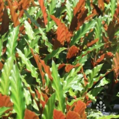 Calathea Rufibarba - Velvet Calathea -Foliage Flair Shop calathea sunlit 500 1