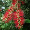 Callistemon Summer Days™