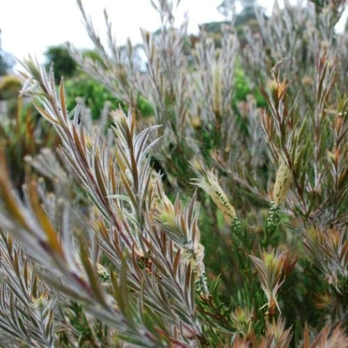 Callistemon Summer Days™ 3 Callistemon Summer Days™ - Image 3