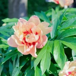 Peony Canary Brilliants - 1 Bulb -Foliage Flair Shop canary brilliants