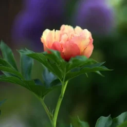 Peony Canary Brilliants - 1 Bulb -Foliage Flair Shop canary brilliants bud