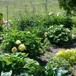 Peony Canary Brilliants - 1 Bulb -Foliage Flair Shop canary brilliants fd richards flickr garden