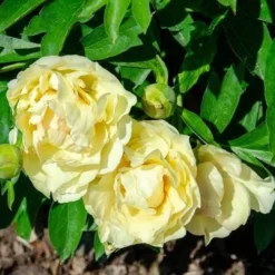 Peony Canary Brilliants - 1 Bulb -Foliage Flair Shop canary brilliants fd richards flickr2