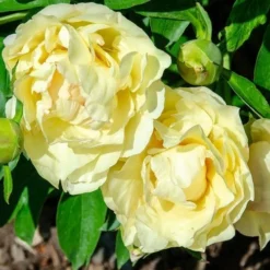 Peony Canary Brilliants - 1 Bulb -Foliage Flair Shop canary brilliants fd richards flickr2 crop