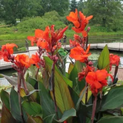 Canna Bronze - 1 Bulb