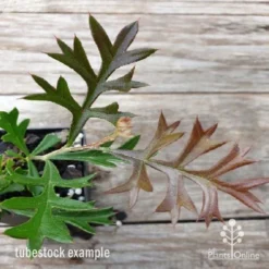 Grevillea Carpet Layer 13 Grevillea Carpet Layer -Foliage Flair Shop carpet layer leaf 1